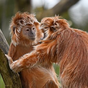 Javan luting (Trachypithecus auratus)