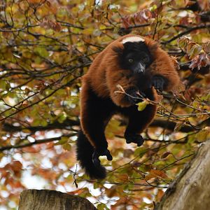 Red variegated lemur (Varecia rubra)