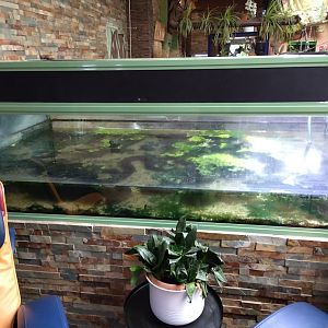 Amphiuma means enclosure