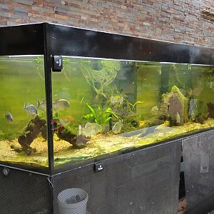 Red belly piranha tank
