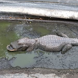 Damaged alligator