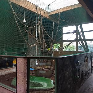 Indoor ring tailed lemur enclosure