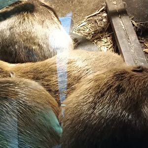 Eurasian Beavers
