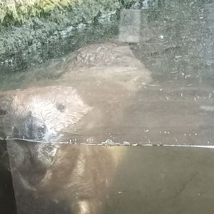 Eurasian Beaver