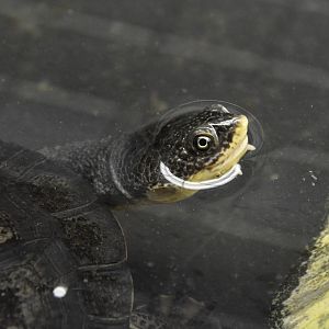 Gibba toadhead turtle (Mesoclemmys gibba)