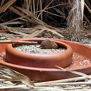 Eurasian Harvest Mouse