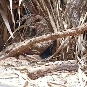 Example of Eurasian Harvest Mouse Enclosure