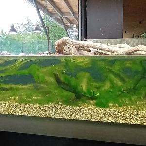 European pond Turtle Enclosure