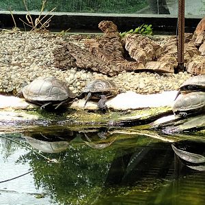 European pond Turtles