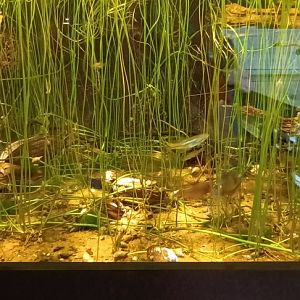 Pond Mussel, Belica and European Bitterling Tank