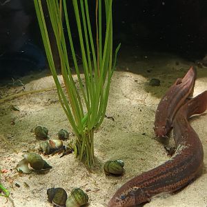 European Weatherfish