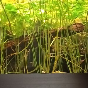 European Weatherfish and Great crested Newt Tank