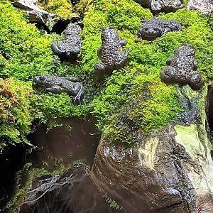 European yellowbellied Toads