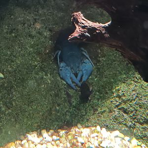 European Crayfish