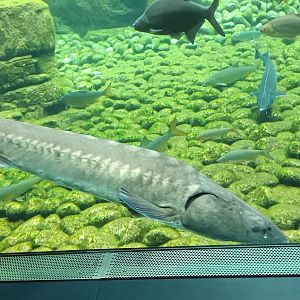 Adriatic Sturgeon