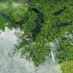 Main Tank above Water