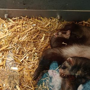 Ferrets
