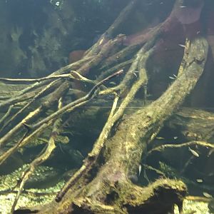 Pike Perch, Northern Pike and Catfish Tank