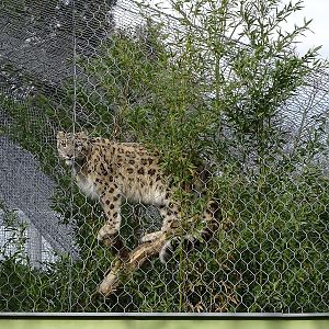 Snow leopard in a tree (04/23)