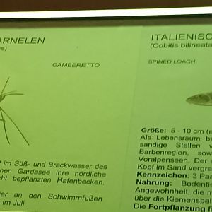 Gardasee Tank Signage