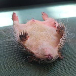 Slumbering Screaming Hairy Armadillo