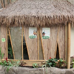 Jambu Fruit Dove and Beautiful Fruit Dove Exhibit - Tropic World