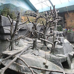 Western Lowland Gorilla Exhibit (Future African Monkey Exhibit) - Tropic World