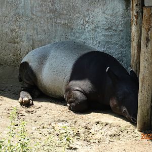 Malayan Tapir (Tapirus indicus)