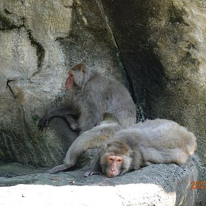 Taiwan Macaque (Macaca cyclopis)