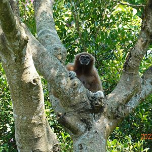 Lar Gibbon (Hylobates lar)