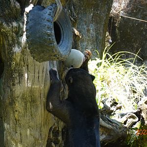 Sun Bear (Helarctos malayanus)