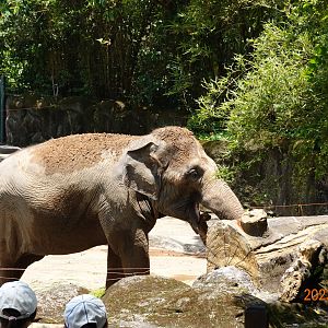 Asian Elephant (Elephas maximus)