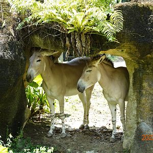Somali Wild Ass (Equus africanus somaliensis)