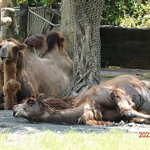 Bactrian Camel (Camelus ferus f. bactrianus)