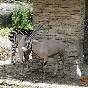 Beisa Oryx (Oryx beisa beisa) & Chapman's Zebra (Equus quagga chapmani)