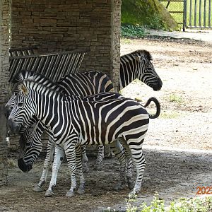 Chapman's Zebra (Equus quagga chapmani)