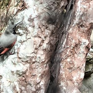 Wallcreeper