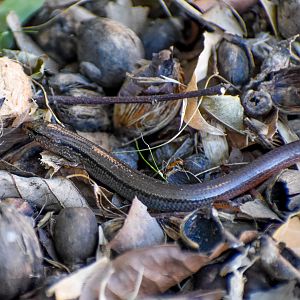Scute-snouted Calyptotis, Calyptotis scutirostrum
