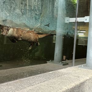 Eurasian River Otter