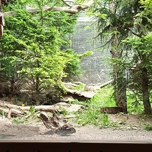 Enclosure male Pine Marten