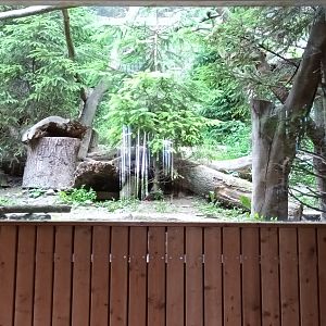 Enclosure female Pine Marten