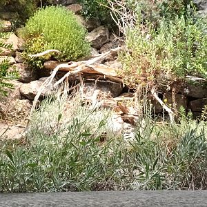 Ladder Snake Habitat