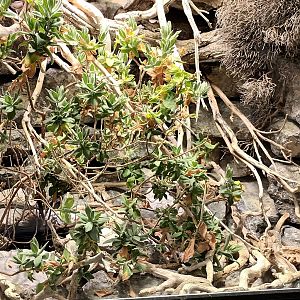 Smooth Snake Habitat