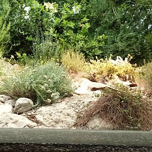 Ocellated Lizard Habitat