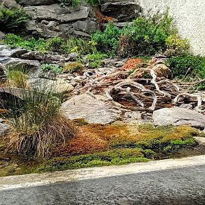 European Adder Habitat