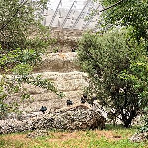 Inside of the Mediteranean Walkthrough Aviary
