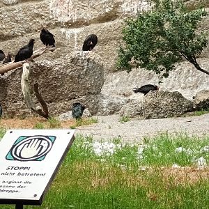 Northern bald Ibis Flock