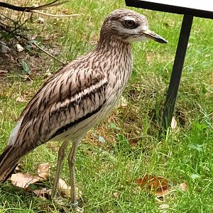 European Thick Knee