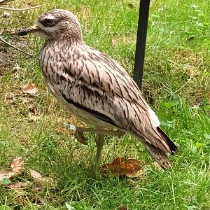 European Thick Knee