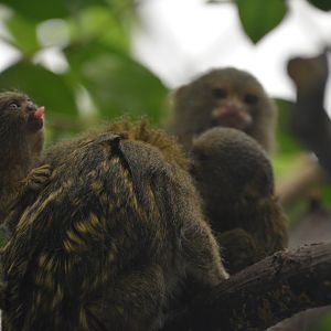 2x baby Pygmy Marmoset 23/06/2023
